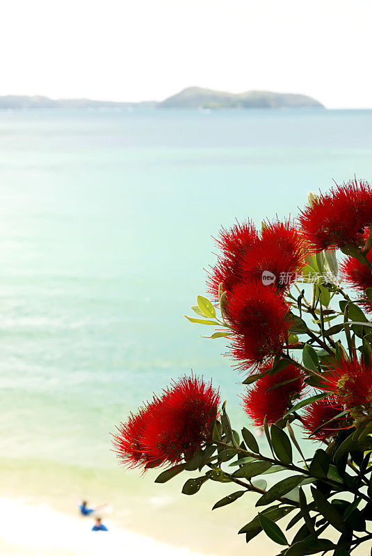 新西兰Pohutukawa &海景